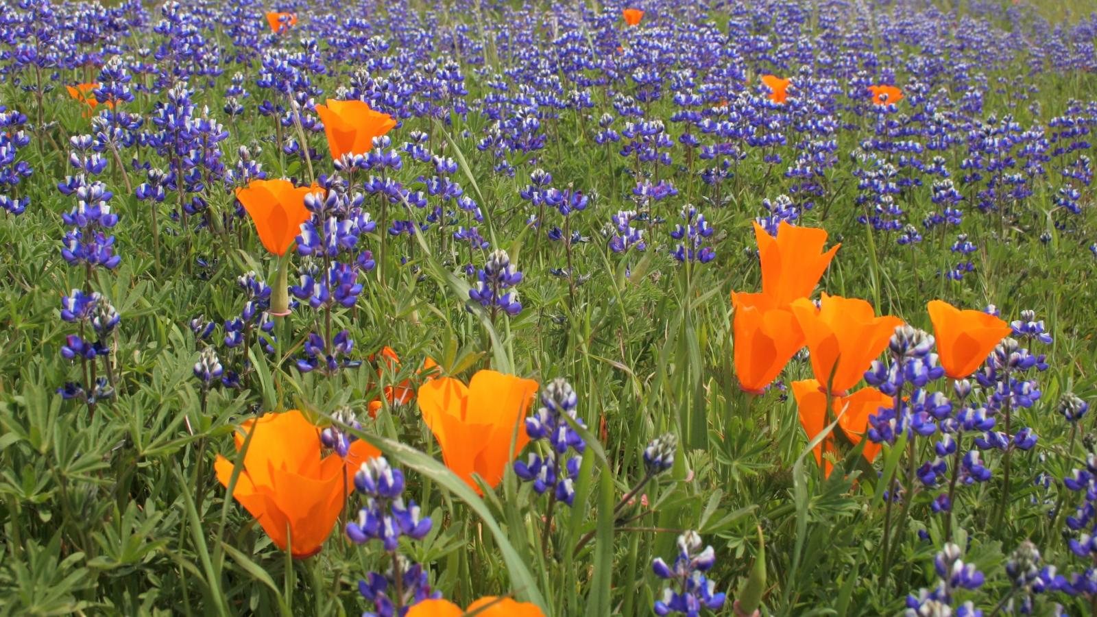 Wildflowers Midpeninsula Regional Open Space District